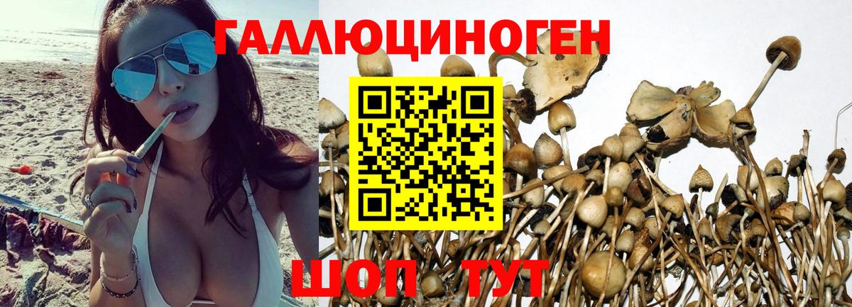 Галлюциногенные грибы Cubensis  Вход с VPN  Кириши 